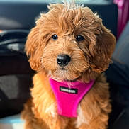 Daisy joined the competition — help win amazing prizes! puppy, dog, canine, fluffy, brown_fur, curly_fur, pink_harness, pet, animal, portrait, close_up, sitting, car, vehicle_interior, travel, adorable, cute, black_nose, dark_eyes, photography