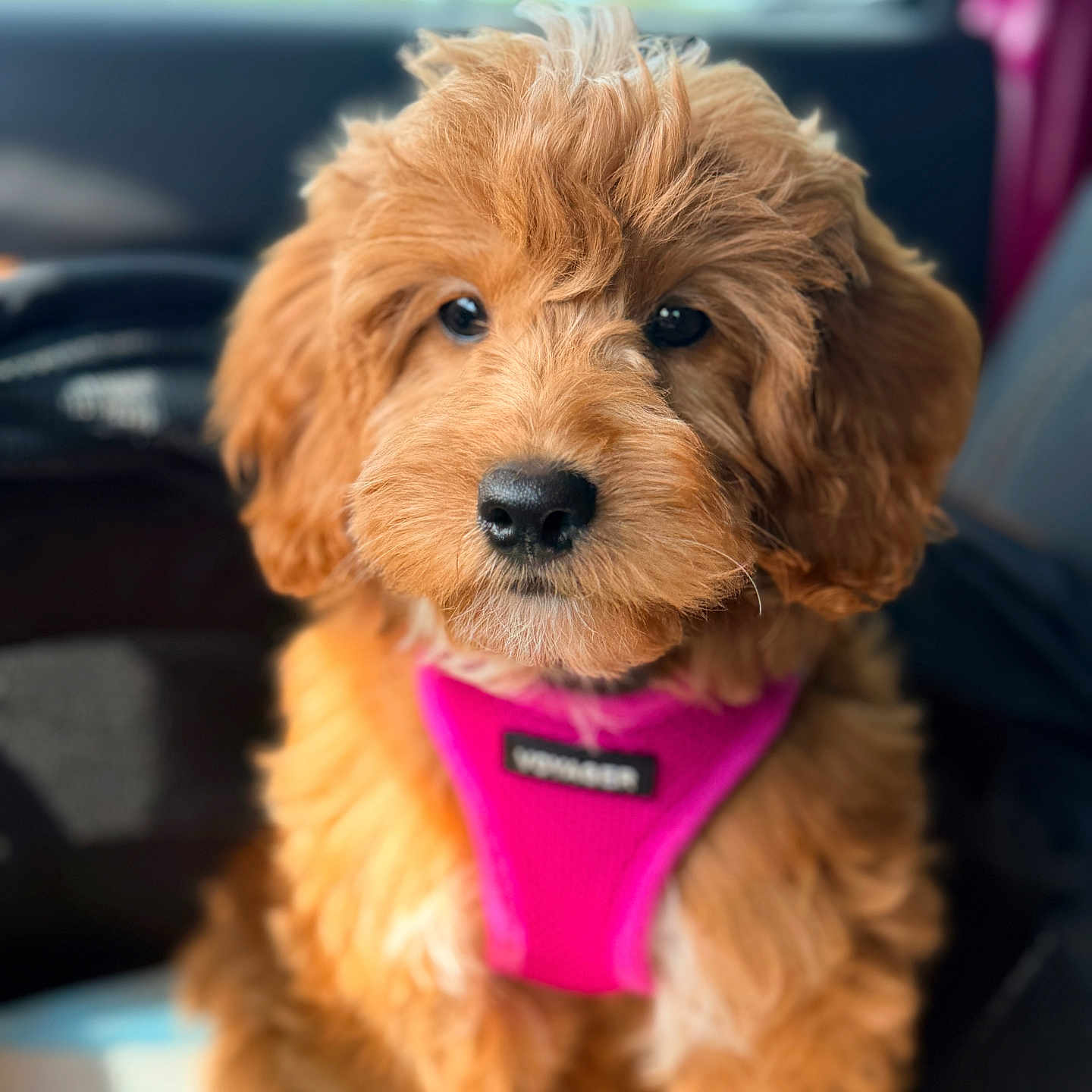 Daisy