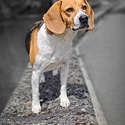 Noisette participe au concours pour gagner de l'argent avec cette photo : beagle, dog, pet, animal, outdoor, curious, fur, ears, expression, standing, stone, texture, blurred_background, nature, closeup, brown, white, black, nose, paws