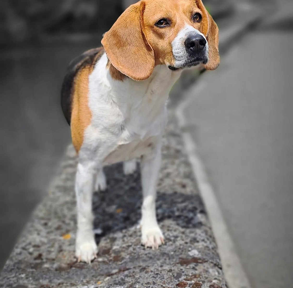 Noisette participe au concours pour gagner de l'argent avec cette photo : beagle, dog, pet, animal, outdoor, curious, fur, ears, expression, standing, stone, texture, blurred_background, nature, closeup, brown, white, black, nose, paws