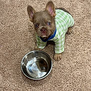 Harlie is registered to the contest to win money with this photo: animal, carpet, checkered_pattern, clothing, cute, dog, domestic, ears_up, floor, fur, green_shirt, indoor, looking_up, pet, puppy, ready_to_drink, sitting, small_dog, water_bowl, young