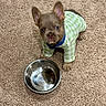 animal, carpet, checkered_pattern, clothing, cute, dog, domestic, ears_up, floor, fur, green_shirt, indoor, looking_up, pet, puppy, ready_to_drink, sitting, small_dog, water_bowl, young