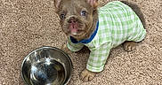 Harlie joined the competition — help win amazing prizes! animal, canine, carpet, checkered, cute, dog, domestic_animal, ears, fur, green, indoor, looking_up, paws, pet_clothing, playful, puppy, small_dog, water_bowl, white, young