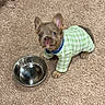 animal, canine, carpet, checkered, cute, dog, domestic_animal, ears, fur, green, indoor, looking_up, paws, pet_clothing, playful, puppy, small_dog, water_bowl, white, young
