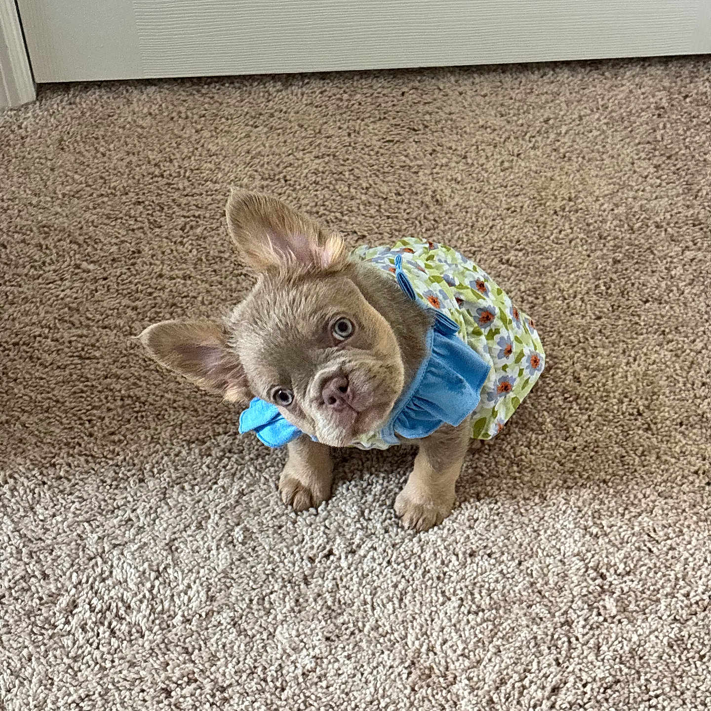 Harlie is registered to the contest to win money with this photo: adorable, animal, blue_bow, brown_fur, carpet, cute, dog, domestic, dress, ears_up, floor, floral_pattern, head_tilt, home, indoors, pet, puppy, sitting, small_dog, young