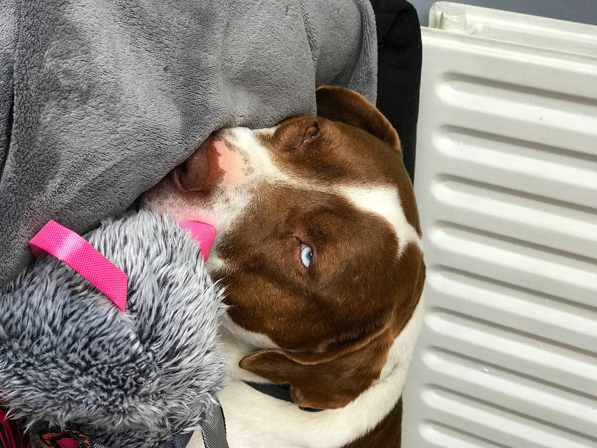 James a rejoint le concours — aidez-le/la à gagner de superbes lots ! canidae, carnivore, collar, comfort, companion_dog, dog, dog_breed, ear, fawn, felidae, fur, liver, nap, selfie, small_to_medium_sized_cats, snout, sporting_group, vertebrate, whiskers, working_animal