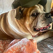 Harley is registered to the contest to win money with this photo: bulldog, dog, pet, cap, hat, bed, blanket, pink_blanket, wrinkled_face, snout, tongue, fur, close_up, portrait, indoor, cozy, paw, striped_sheet, side_eye, human_arm