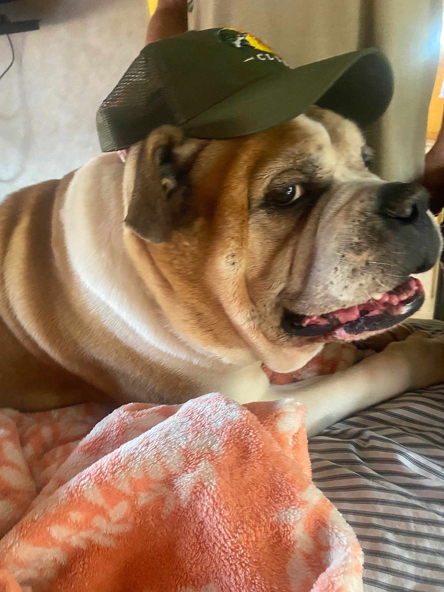 Harley is registered to the contest to win money with this photo: bulldog, dog, pet, cap, hat, bed, blanket, pink_blanket, wrinkled_face, snout, tongue, fur, close_up, portrait, indoor, cozy, paw, striped_sheet, side_eye, human_arm