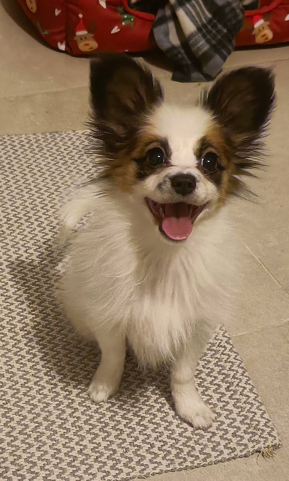 Talya a rejoint le concours — aidez-le/la à gagner de superbes lots ! biting, canidae, carnivore, collar, companion_dog, corgi_chihuahua, dog, dog_breed, dog_supply, door, flooring, fur, papillon, smile, snout, sporting_group, toy_dog, whiskers, working_animal, working_dog