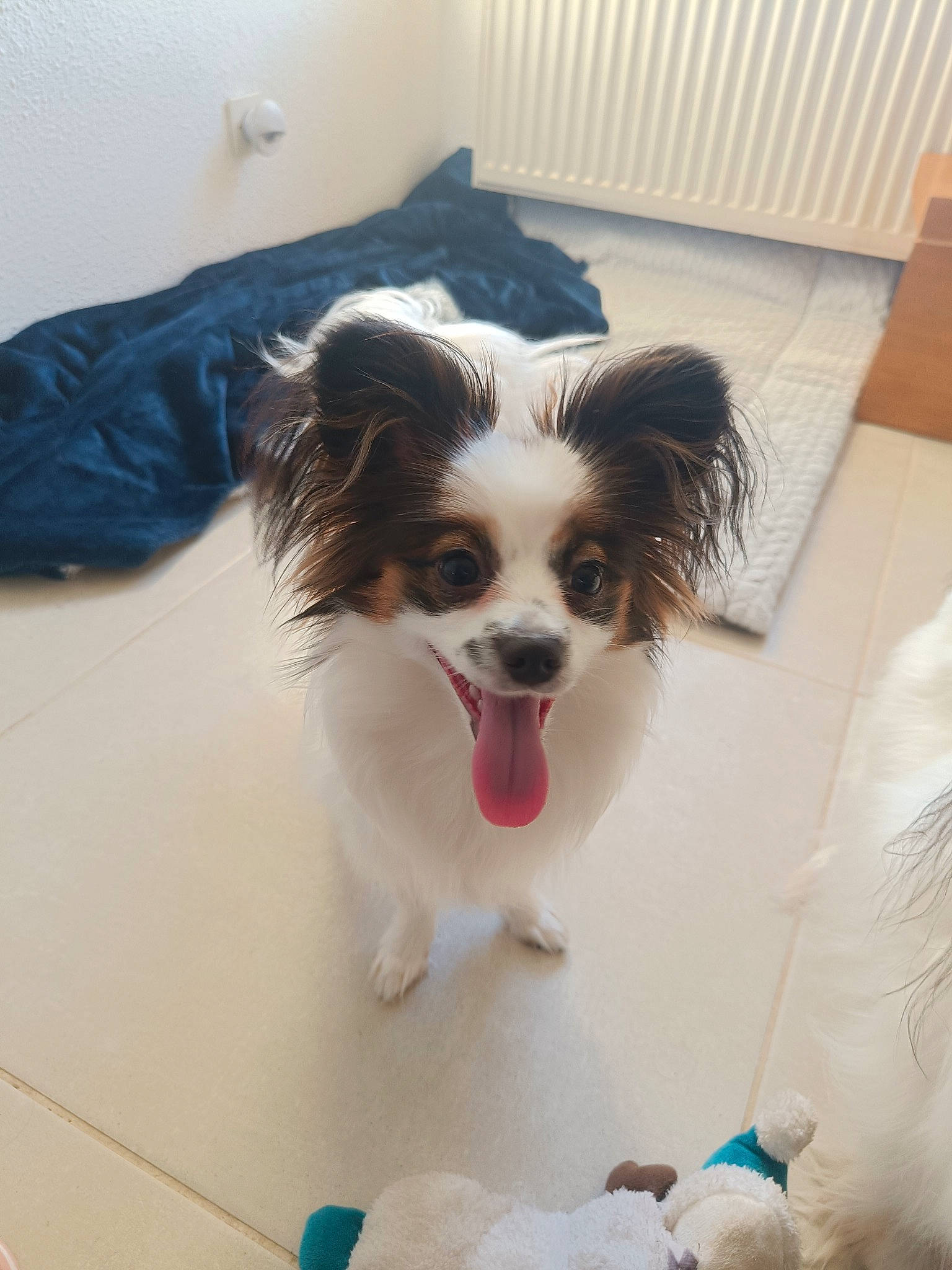 Talya a rejoint le concours — aidez-le/la à gagner de superbes lots ! canidae, carnivore, companion_dog, dog, dog_breed, dog_supply, fang, fawn, flooring, fur, liver, paw, puppy, shout, snout, spaniel, sporting_group, toy_dog, whiskers, working_animal