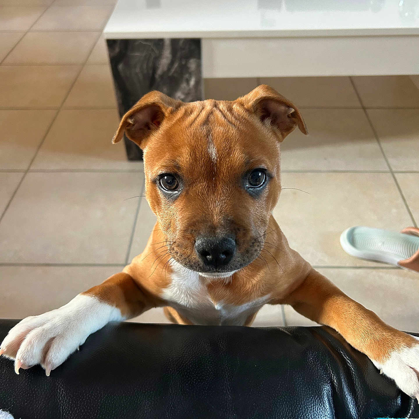 Vegas a rejoint le concours — aidez-le/la à gagner de superbes lots ! animal, boxer, bulldog, canine, couch, dog, dogbed, electronics, furniture, hardwood, hound, indoors, interiordesign, pet, pitbull, puppy, snout, speaker, table, wood