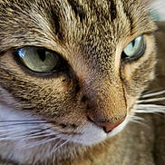 Mindy is registered to the contest to win money with this photo: abyssinian, animal, cat, egyptiancat, kitten, manx, pet