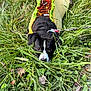 Apollo joined the competition — help win amazing prizes! dog, grass, outdoor, pet, black_and_white, leash, sweater, animal, taco_costume, curious, nature, greenery, playful, closeup, canine, cute, eyes, ground, small_dog, fall_leaves