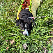 Apollo joined the competition — help win amazing prizes! dog, grass, outdoor, pet, black_and_white, leash, sweater, animal, taco_costume, curious, nature, greenery, playful, closeup, canine, cute, eyes, ground, small_dog, fall_leaves