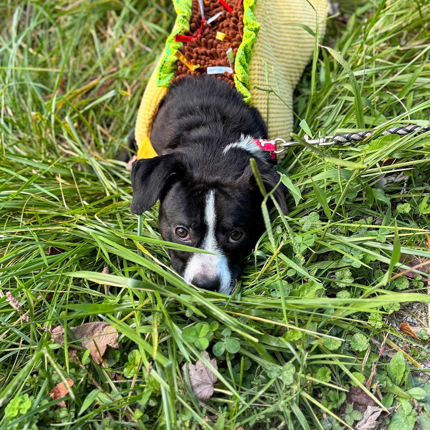 Apollo joined the competition — help win amazing prizes! animal, black_and_white, canine, closeup, curious, cute, dog, eyes, fall_leaves, grass, greenery, ground, leash, nature, outdoor, pet, playful, small_dog, sweater, taco_costume