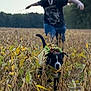 Apollo is registered to the contest to win money with this photo: dog, costume, field, plants, person, mask, ghost_mask, running, outdoor, nature, autumn, leaves, animal, black_and_white_dog, scary, playful, grass, summer, fun, portrait