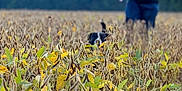 Apollo joined the competition — help win amazing prizes! field, plants, dog, person, mask, ghost_mask, outdoor, nature, green, yellow, brown, walking, animal, costume, summer, daylight, trees, sky, casual_clothing, blurred_background