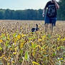 field, plants, dog, person, mask, ghost_mask, outdoor, nature, green, yellow, brown, walking, animal, costume, summer, daylight, trees, sky, casual_clothing, blurred_background