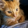 George is registered to the contest to win money with this photo: kitten, orange_cat, close_up, furry, pet, animal, resting, blanket, soft, cute, young, whiskers, ears, indoor, domestic, feline, fur, comfort, sleepy, nap