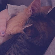 George is registered to the contest to win money with this photo: cat, cats, snuggling, furry, orange_cat, tabby_cat, pet, animal, close_up, cuddle, cozy, soft_light, indoor, human_hand, nail_polish, feline, resting, warm, comfort, fur