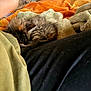 Mini Meow joined the competition — help win amazing prizes! kitten, cat, sleeping, blanket, clothing, fur, cozy, orange_blanket, soft_texture, resting, indoor, pile, bed, comfort, warm_colors, furry, animal, pet, nap, relaxation