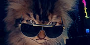 Mini Meow is registered to the contest to win money with this photo: cat, kitten, tabby, fluffy, sunglasses, filter, mustache, pet, animal, indoor, blanket, neon_light, dark_background, cute, fur, whiskers, face, closeup, young, cozy