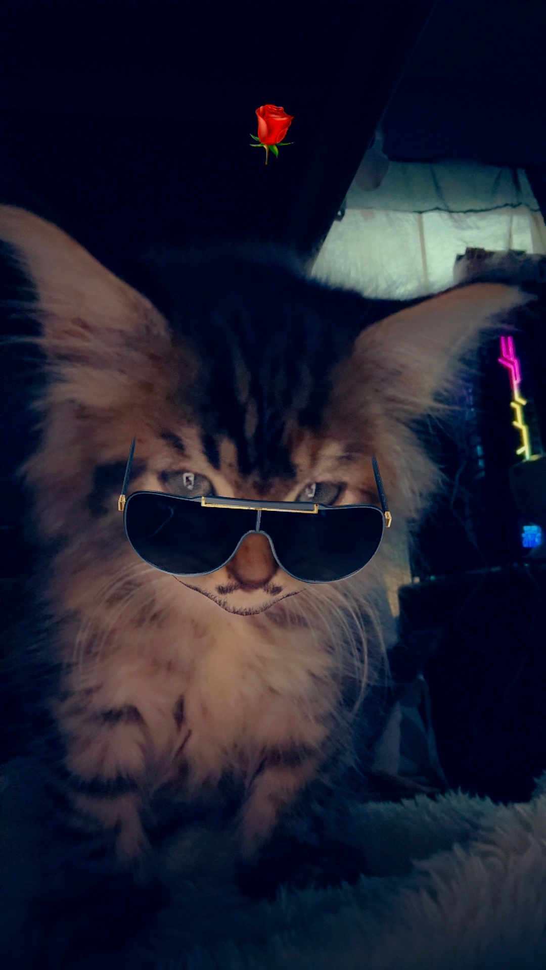 Mini Meow