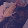 Mini Meow joined the competition — help win amazing prizes! cat, cats, snuggling, furry, orange_cat, tabby_cat, pet, animal, close_up, cuddle, cozy, soft_light, indoor, human_hand, nail_polish, feline, resting, warm, comfort, fur