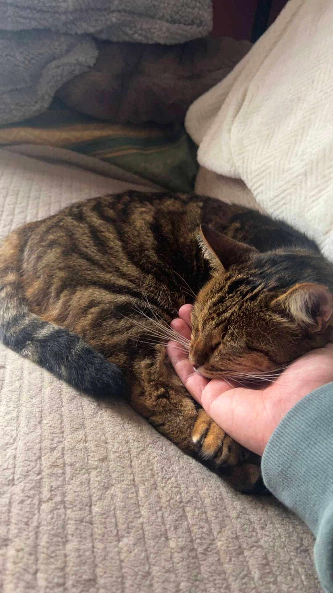 Nono participe au concours pour gagner de l'argent avec cette photo : cat, tabby, sleeping, hand, human, pet, cozy, indoor, blanket, feline, resting, close_up, comfort, warm, couch, cute, domestic_animal, whiskers, paw, relaxation