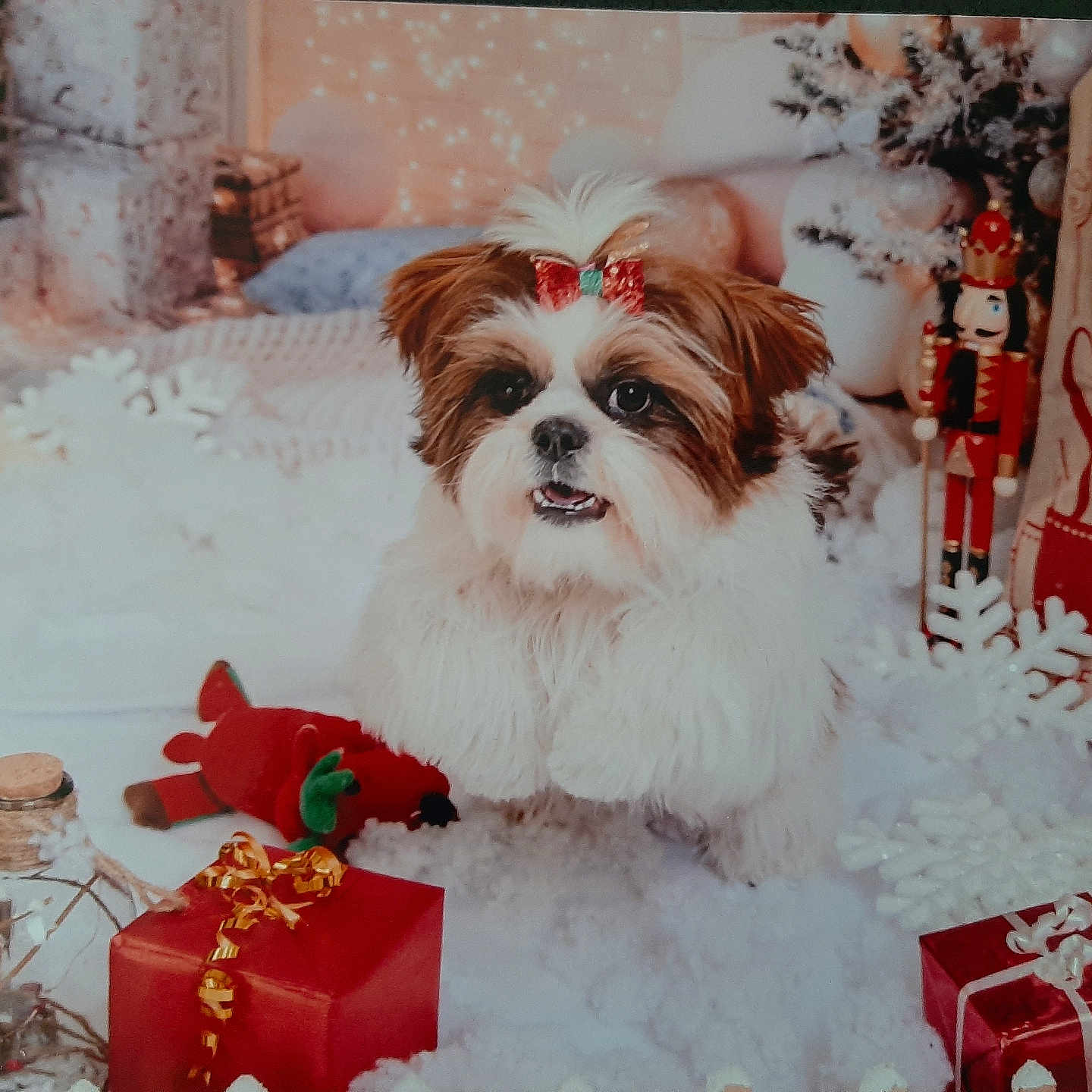 Thalysse a rejoint le concours — aidez-le/la à gagner de superbes lots ! dog, fluffy, bow, christmas, holiday, gift, red, snowflake, nutcracker, decorations, lights, toy, cozy, white, festive, indoors, cute, pet, winter, celebration