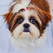 Thalysse participe au concours pour gagner de l'argent avec cette photo : dog, puppy, fluffy, brown, white, topknot, cute, pet, animal, fur, portrait, looking_up, small_dog, indoors, adorable, face, ears, nose, whiskers, expression