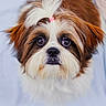 dog, puppy, fluffy, brown, white, topknot, cute, pet, animal, fur, portrait, looking_up, small_dog, indoors, adorable, face, ears, nose, whiskers, expression