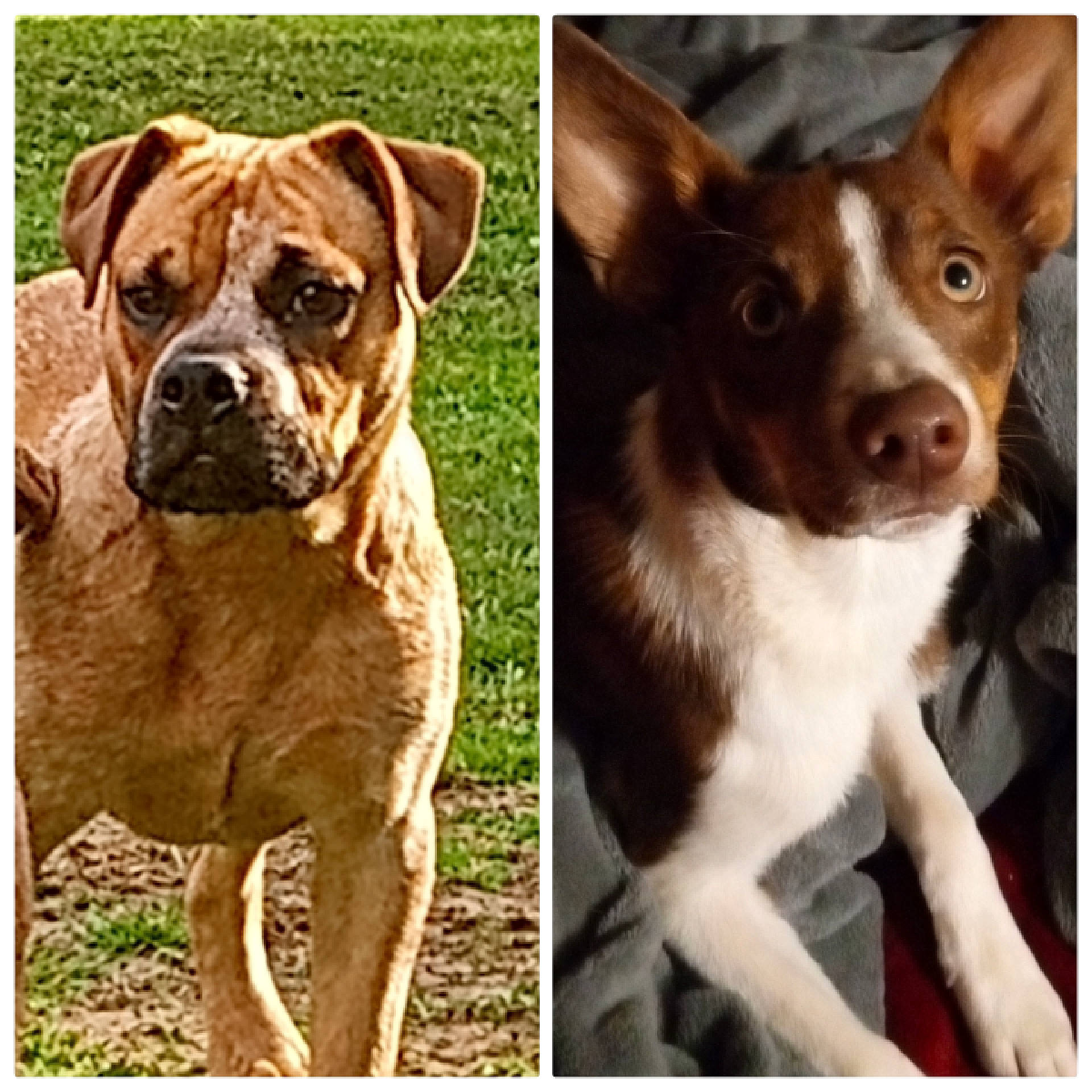 Wolf And Cujo is registered to the contest to win money with this photo: ancient_dog_breeds, carnivore, collar, companion_dog, dog, dog_breed, dog_collar, fawn, fur, non_sporting_group, plant, snout, whiskers, working_animal, wrinkle