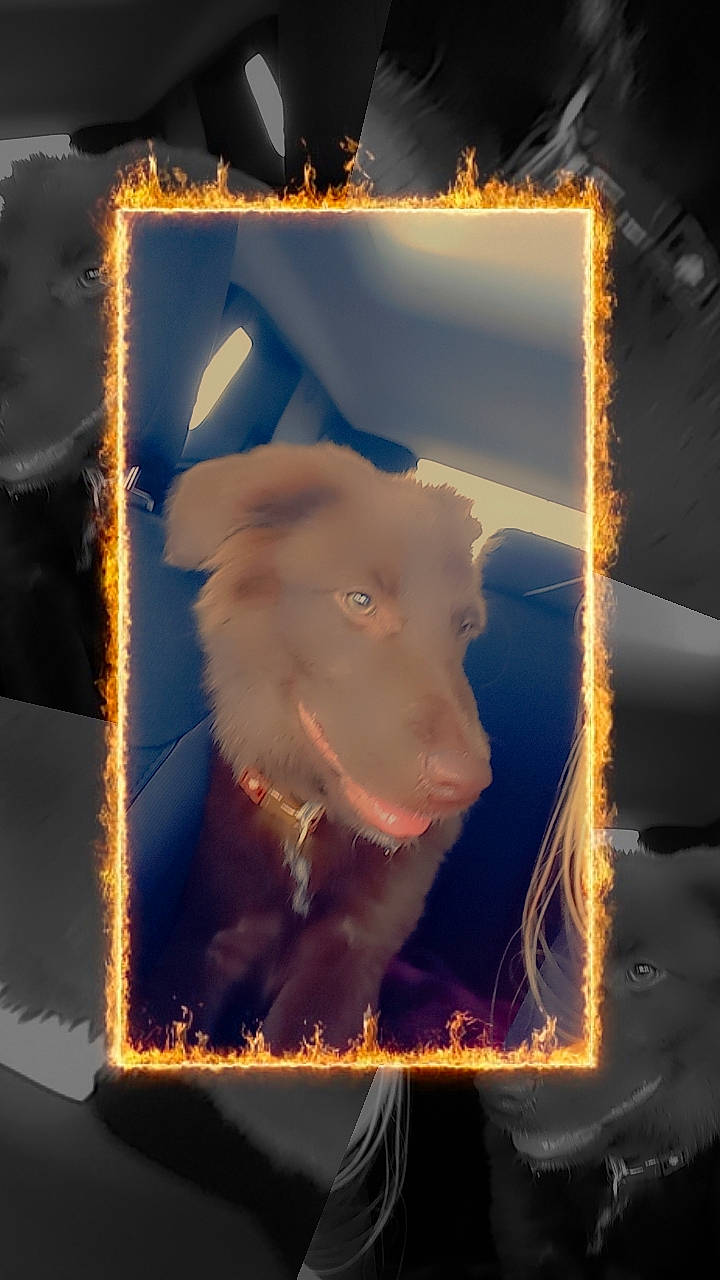 Maya joined the competition — help win amazing prizes! art, darkness, electric_blue, event, fur, heat, holiday, midnight, night, rectangle, room, space, visual_arts