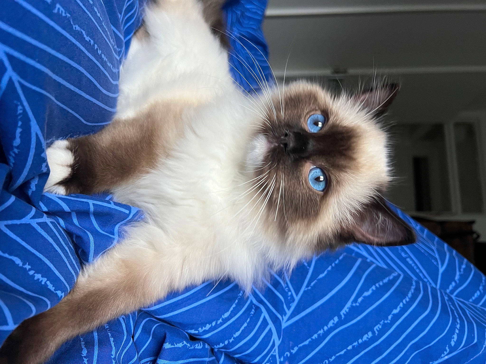 Aiko joined the competition — help win amazing prizes! balinese, birman, blue, carnivore, cat, claw, comfort, electric_blue, fawn, felidae, fur, iris, paw, ragdoll, siamese, small_to_medium_sized_cats, snout, thai, whiskers