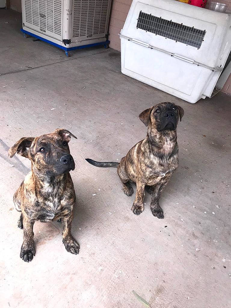 Buck Luna joined the competition — help win amazing prizes! canidae, carnivore, companion_dog, dog, dog_breed, fila_brasileiro, mammal, non_sporting_group, perro_de_presa_canario, plott_hound, puppy, rare_breed_dog, sporting_group, treeing_tennessee_brindle, vertebrate, working_dog