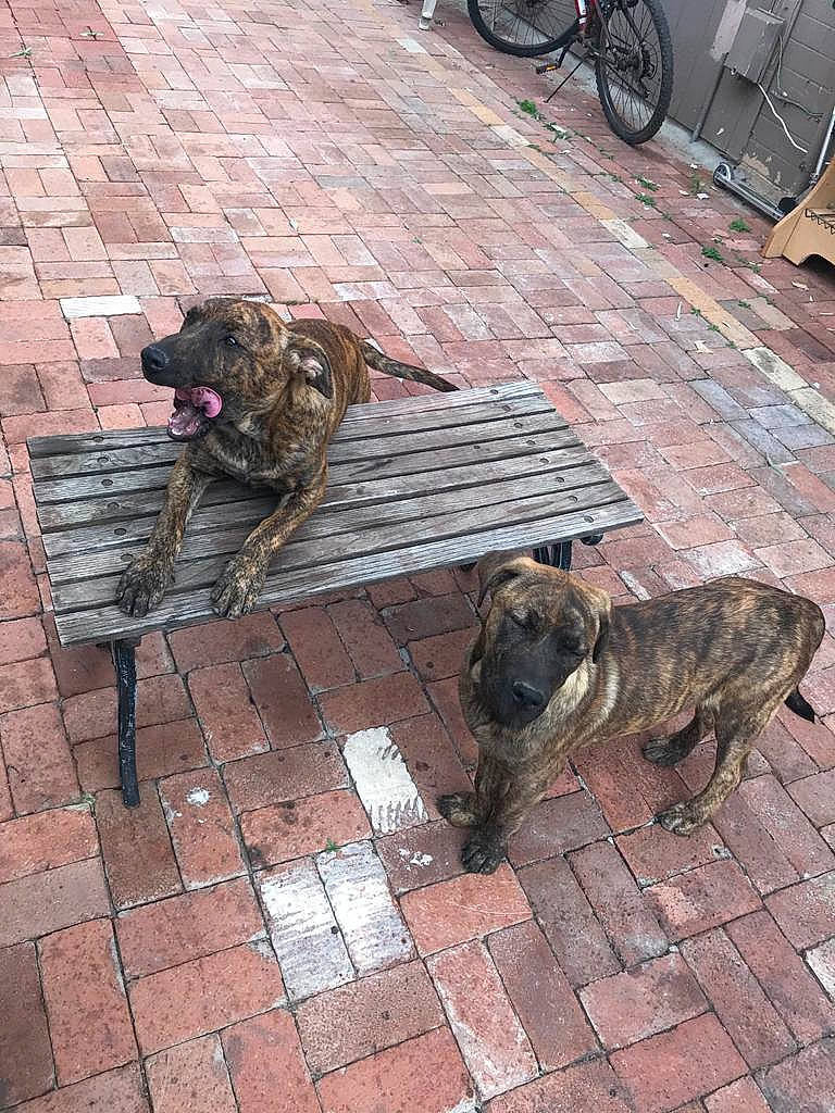 Buck Luna joined the competition — help win amazing prizes! alaunt, canidae, carnivore, cimarron_uruguayo, dog, dog_breed, dogo_sardesco, fawn, fila_brasileiro, guard_dog, mammal, perro_de_presa_canario, plott_hound, street_dog, treeing_tennessee_brindle, vertebrate