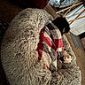 Shiloh joined the competition — help win amazing prizes! dog, blanket, plush_toy, pet_bed, carpet, furniture, indoor, cozy, black_dog, fabric, soft_texture, animal, resting, wrapped, bedroom, warm_colors, plaid, home, comfort, relaxing