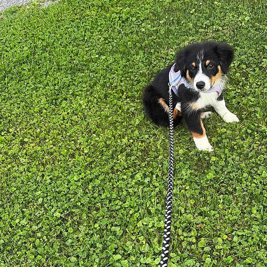 Shiloh