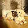 Archi participe au concours pour gagner de l'argent avec cette photo : animal, calm, companion, cute, dog, domestic_animal, fur, golden_retriever, indoor, light, mammal, pet, portrait, puppy, relaxing, shadow, sunlight, texture, wooden_floor, young