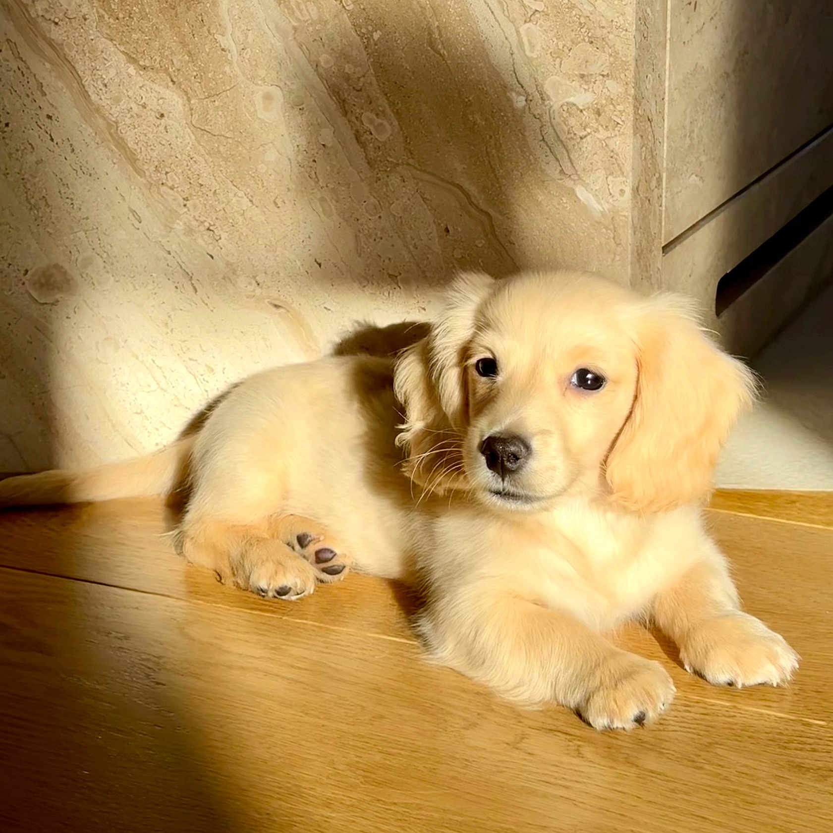 Archi participe au concours pour gagner de l'argent avec cette photo : animal, calm, companion, cute, dog, domestic_animal, fur, golden_retriever, indoor, light, mammal, pet, portrait, puppy, relaxing, shadow, sunlight, texture, wooden_floor, young
