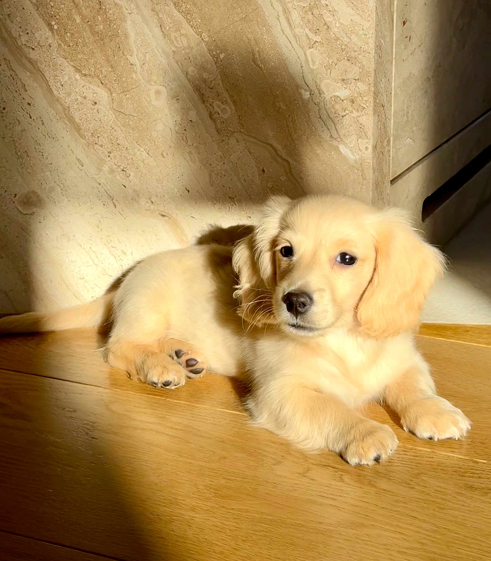 Archi participe au concours pour gagner de l'argent avec cette photo : animal, calm, companion, cute, dog, domestic_animal, fur, golden_retriever, indoor, light, mammal, pet, portrait, puppy, relaxing, shadow, sunlight, texture, wooden_floor, young