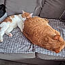 cat, orange_cat, white_cat, couch, furniture, nap, sleeping, pet, cozy, indoor, resting, fur, animal, domestic_animal, cute, companion, relaxation, living_room, two_cats, blanket