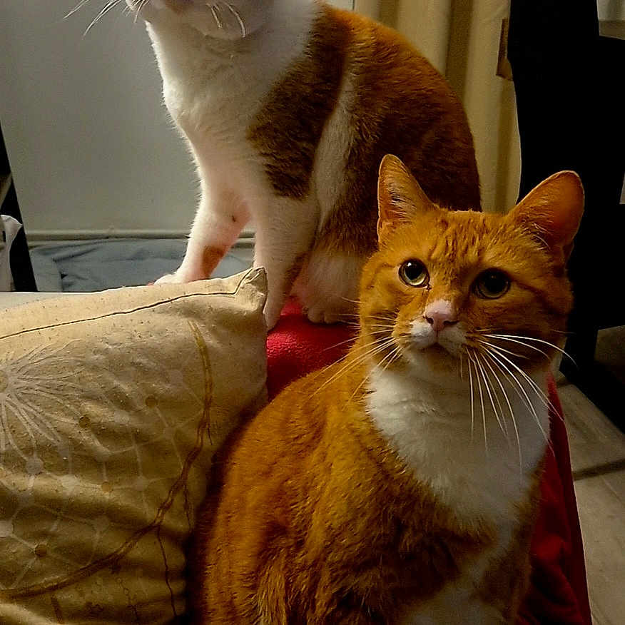 Roxy Et Symba