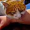 cat, orange_cat, white_cat, pet, indoor, resting, relaxed, arm, human_hand, fur, whiskers, close_up, table, wood_surface, animal, domestic_cat, face, ears, sleepy, companion