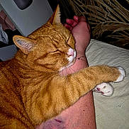 Roxy Et Symba a rejoint le concours — aidez-le/la à gagner de superbes lots ! cat, ginger_cat, sleeping, paw, arm, tattoo, bruise, human, hand, feline, pet, close_up, indoor, cozy, resting, fur, animal, cute, comfort, affection