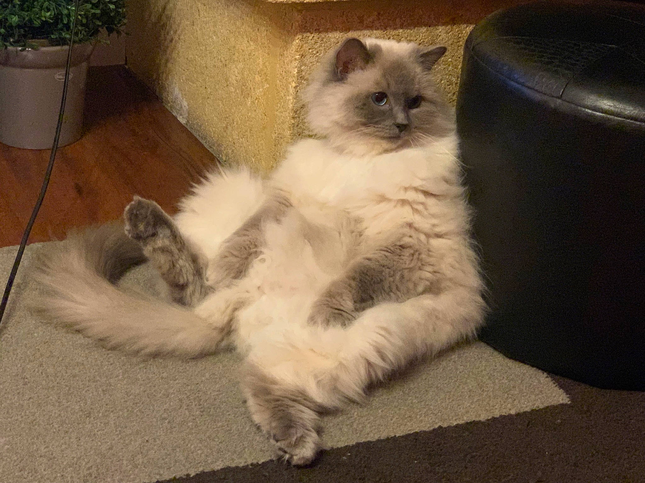 Ramses a rejoint le concours — aidez-le/la à gagner de superbes lots ! box, carnivore, cat, claw, comfort, companion_dog, domestic_short_haired_cat, fawn, felidae, flooring, flowerpot, fur, grey, hardwood, paw, small_to_medium_sized_cats, snout, tableware, tail, whiskers