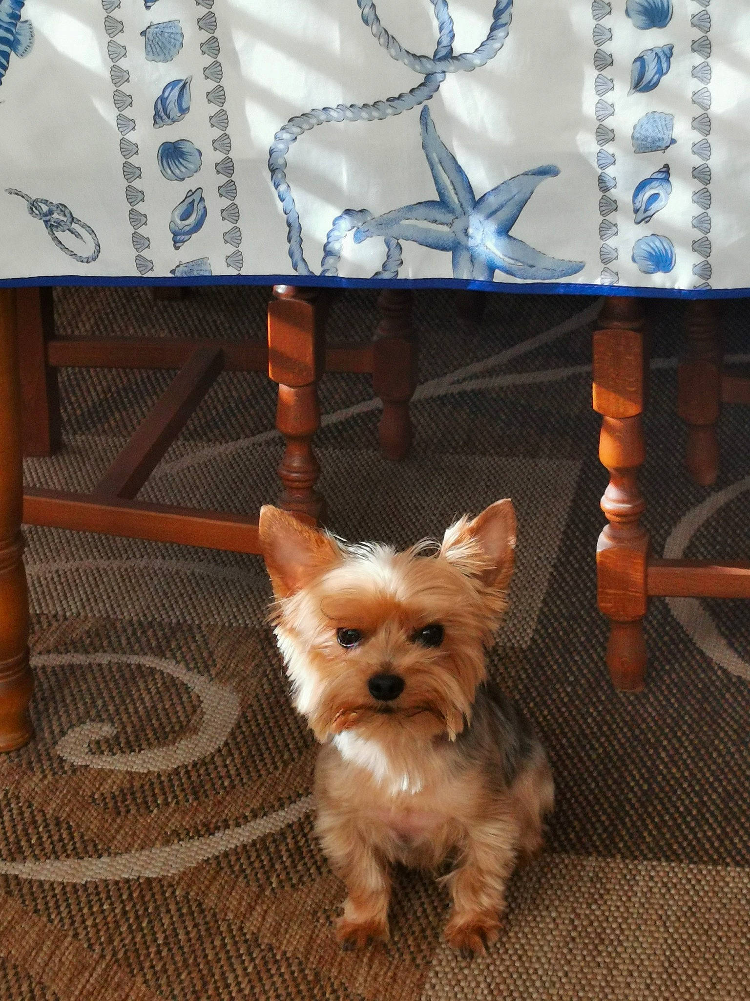 Mamouth participe au concours pour gagner de l'argent avec cette photo : biewer_terrier, canidae, carnivore, companion_dog, dog, dog_breed, dog_supply, fawn, fur, liver, non_sporting_group, small_terrier, sporting_group, terrestrial_animal, toy_dog, wood, working_animal, yorkipoo, yorkshire_terrier