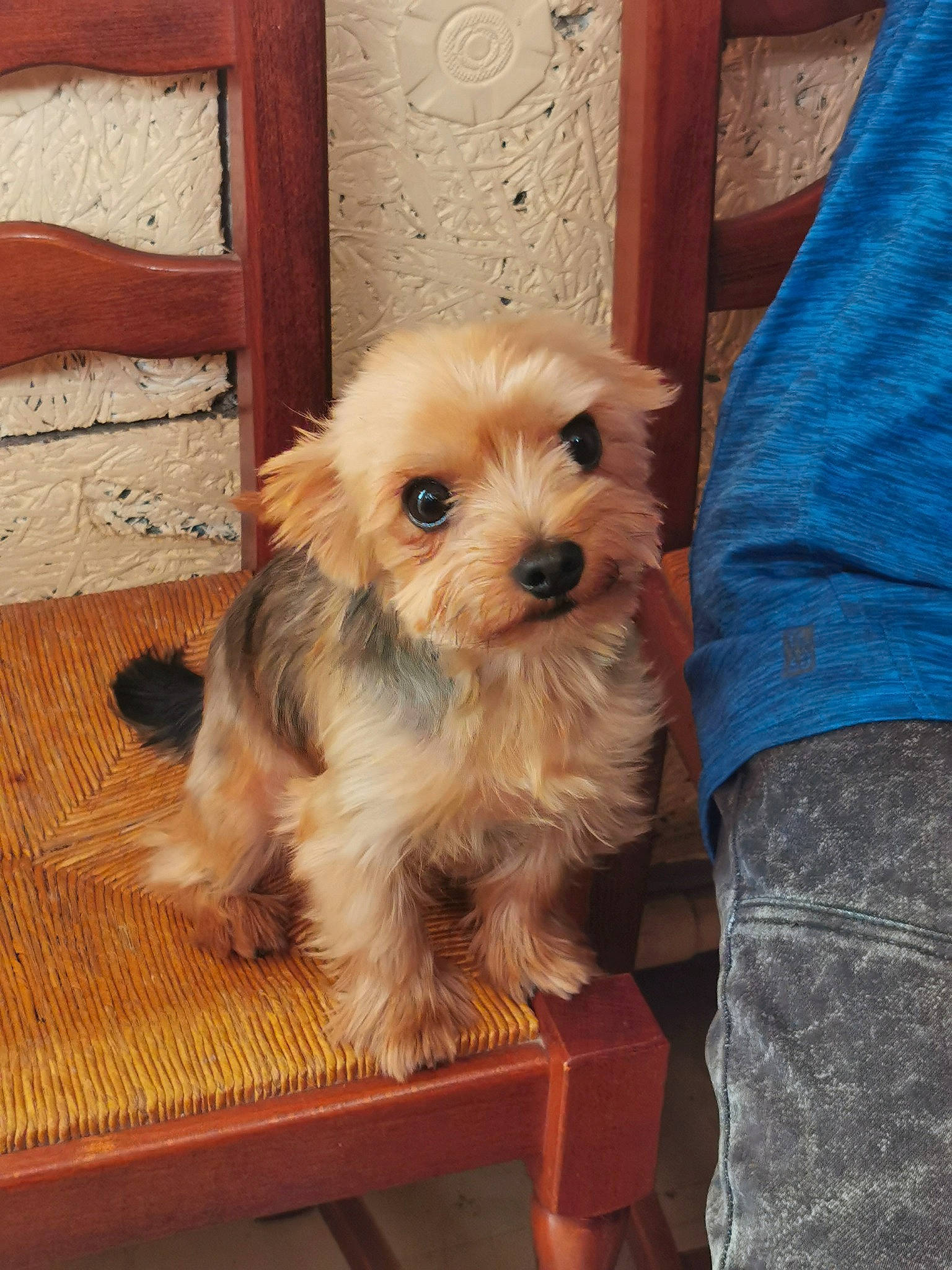 Mamouth participe au concours pour gagner de l'argent avec cette photo : canidae, carnivore, companion_dog, dog, dog_breed, flooring, fur, hardwood, liver, maltepoo, plank, small_terrier, sporting_group, terrier, toy_dog, varnish, watch, wood, wood_stain, working_animal