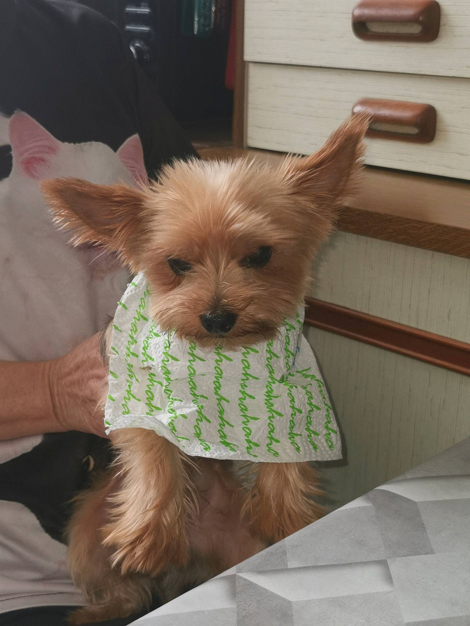 Mamouth participe au concours pour gagner de l'argent avec cette photo : biewer_terrier, carnivore, companion_dog, dog, dog_breed, dog_clothes, dog_supply, fashion_accessory, fawn, fur, liver, small_terrier, snout, sporting_group, terrestrial_animal, terrier, toy_dog, wood, working_animal, yorkshire_terrier